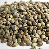 Семя конопли