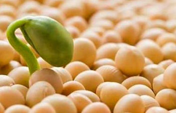 Соя - зернобобова культура